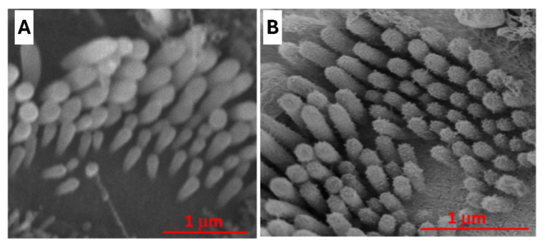 Field Emission Scanning Electron Microscope (FE-SEM) – Electron ...