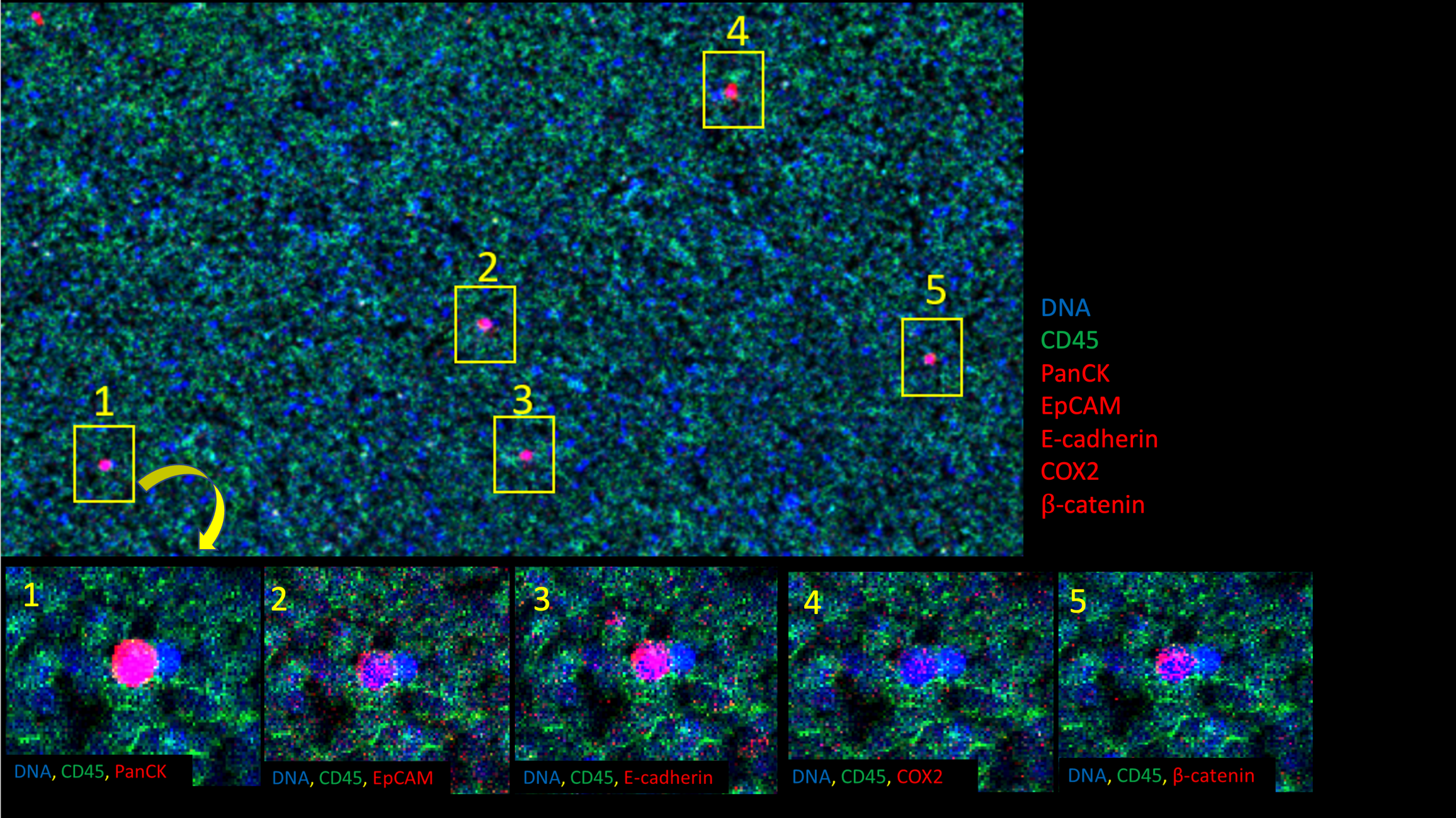 Description of image 3